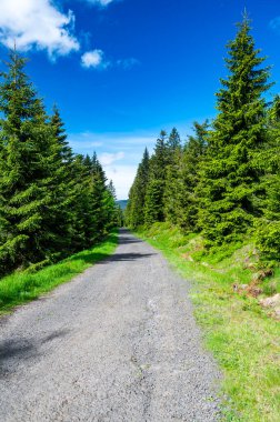 Çek Cumhuriyeti 'ndeki Krkonose Ulusal Parkı' ndaki yürüyüş parkı manzarası. Tepedeki turist yolunun yanındaki orman. Yaz havası.