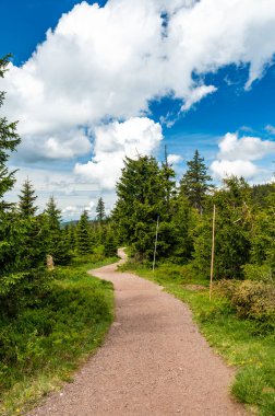 Çek Cumhuriyeti 'ndeki Krkonose Ulusal Parkı' ndaki yürüyüş parkı manzarası. Tepedeki turist yolunun yanındaki orman. Yaz havası.