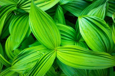 Latince adı; Veratrum Albümü - İngilizce adı; False Helleborine, White Hellebore, European White Hellebore veya White Veratrum, Zehirli Alp Bitkisi.