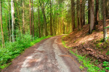 Babiccino Vadisi 'ndeki orman yolu bereketli yeşillikler arasında esiyor, doğanın güzelliği arasında sakin bir kaçış sunuyor, Bozena Nemcova' nın edebi manzarasını keşfetmek ve yürüyüş yapmak için mükemmel..