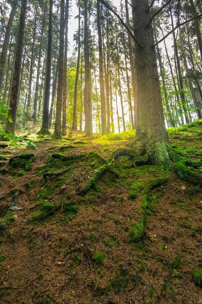 stock image The forest path in Babiccino Valley winds through lush greenery, offering a tranquil escape amidst the beauty of nature, perfect for hiking and exploring Bozena Nemcova's literary landscape.