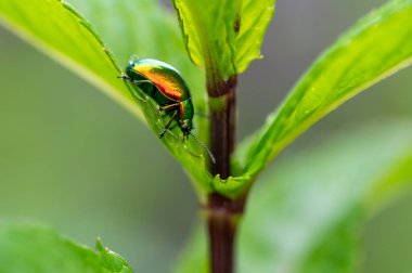 Tansy Beetle (Chrysolina graminis) makro fotoğraf. Bug yaprağın üzerinde oturuyor..