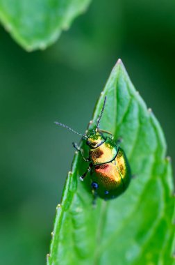 Tansy Beetle (Chrysolina graminis) makro fotoğraf. Bug yaprağın üzerinde oturuyor..