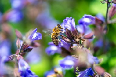 Arı Apis mellifera carnica Lavader Lavandula angustifolia Hidcote Blue üzerine bal ve polen topluyor