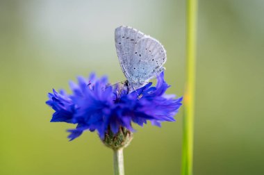 A holly blue butterfly Celastrina argiolus feeding. The holly blue has pale silver-blue wings spotted with pale ivory dots. clipart