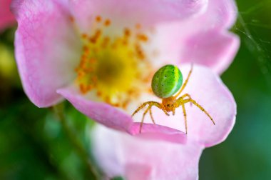 Salatalık Yeşil Örümcek Makrofotoğrafçılığı (Araniella cucurbitina). Son derece yakın çekim ve detaylar.