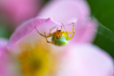 Salatalık Yeşil Örümcek Makrofotoğrafçılığı (Araniella cucurbitina). Son derece yakın çekim ve detaylar.