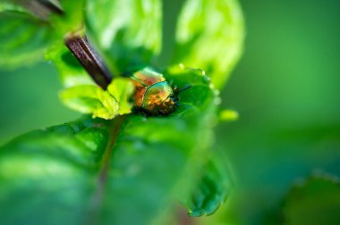 Tansy Beetle (Chrysolina graminis) makro fotoğraf. Bug yaprağın üzerinde oturuyor..