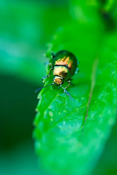 stock image The tansy beetle (Chrysolina graminis) macro photography. Bug is sitting on the leaf.