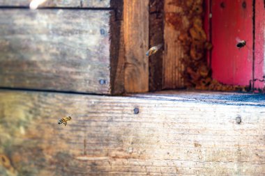 Bal arısı arı kovanının önünde uçuyor. Yararlı böceğin makrosu.