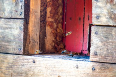 Bal arısı arı kovanının önünde uçuyor. Yararlı böceğin makrosu.