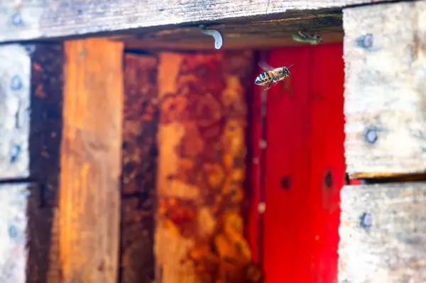 stock image Honey bee is flying in front of bee hive. Detail macro of useful insect.