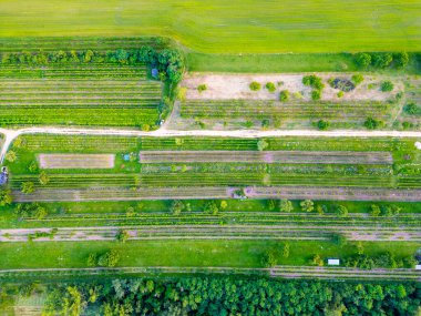 Bir hava aracı yukarıdaki bağların düzenli sıralarını yakalıyor, yemyeşil üzümlerin simetrisini ve güzelliğini vurguluyor..