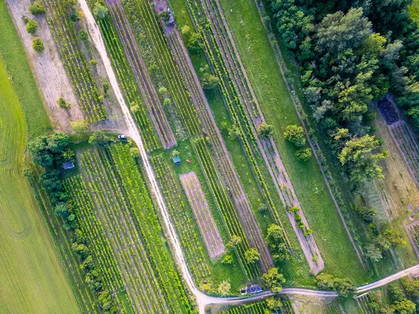 stock image An aerial drone shot captures the neat rows of vineyards from above, highlighting the symmetry and beauty of the lush green grapevines stretching into the distance.