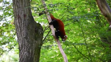 Bir kırmızı panda (Ailurus fulgens) dikkatlice bir daldan aşağıya iniyor. Yakından bakınca kendine özgü kırmızı kürkünü ve pandaların doğal çevikliğini yakalar..
