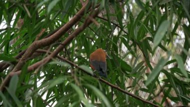 Capuchinbird (Perissocephalus tricolor), Cotingidae familyasından bir kuş türü. Güney Amerika 'nın kuzeydoğusundaki nemli ormanlarda bulunur..