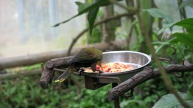 The green oropendola (Psarocolius viridis) is a species of bird in the family Icteridae. It is found in wooded habitats in the Amazon basin and Guianas of South America