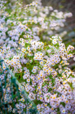 Yeşil yaprakların arasına dağılmış, küçük beyaz ve pembe papatya çiçekleri olan gür bir kır çiçeği tarlası. Güneş ışığı yaprakların arasından süzülerek, yaz sonu veya sonbaharın başlarındaki bir çayırdaki güzelliği yansıtan canlı, doğal bir sahne yaratır.