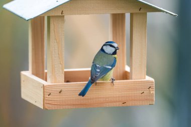 A charming image of a Eurasian blue tit (Cyanistes caeruleus) perched in a wooden bird feeder, eating seeds during the winter season, highlighting bird feeding traditions