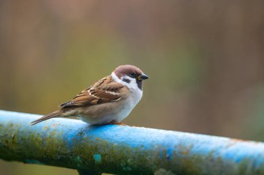 Bir Avrasya ağaç serçesinin (Passer montanus) metal bir boruya tünemiş yakın çekimi, belirgin işaretlerini ve kentsel ortamlara uygunluğunu sergiliyor.