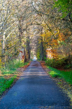 An old, crumbling brick wall with a leafless tree alley in autumn. The bare trees and rustic wall evoke a melancholic atmosphere, capturing the essence of the season's transition clipart