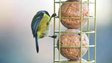 Eurasian blue tit (Cyanistes caeruleus) perched on a hanging feeder with fat balls, pecking at the food. A winter feeding scene supporting wild birds during cold months