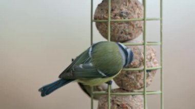 Eurasian blue tit (Cyanistes caeruleus) perched on a hanging feeder with fat balls, pecking at the food. A winter feeding scene supporting wild birds during cold months