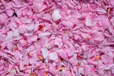 Düşen kiraz yaprakları yoğun bir şekilde zemini kaplayarak yumuşak, desenli bir yüzey oluşturur. Hava manzarası Sakura 'nın narin güzelliğini ve mevsimsel geçiciliğini yakalar.