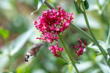 Macroglossum stellatarum canlı pembe çiçeklerin önünde süzülür, hortumu genişlemiş nektarla beslenir, kanatları hareket eder, sinekkuşunu andırır.