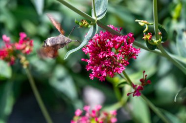 Macroglossum stellatarum canlı pembe çiçeklerin önünde süzülür, hortumu genişlemiş nektarla beslenir, kanatları hareket eder, sinekkuşunu andırır.