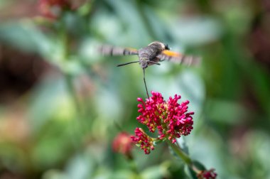 Macroglossum stellatarum canlı pembe çiçeklerin önünde süzülür, hortumu genişlemiş nektarla beslenir, kanatları hareket eder, sinekkuşunu andırır.
