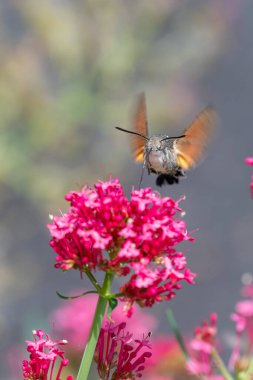 Macroglossum stellatarum canlı pembe çiçeklerin önünde süzülür, hortumu genişlemiş nektarla beslenir, kanatları hareket eder, sinekkuşunu andırır.