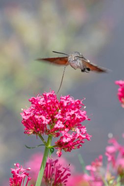 Macroglossum stellatarum canlı pembe çiçeklerin önünde süzülür, hortumu genişlemiş nektarla beslenir, kanatları hareket eder, sinekkuşunu andırır.