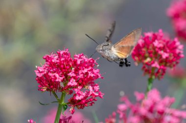 Macroglossum stellatarum canlı pembe çiçeklerin önünde süzülür, hortumu genişlemiş nektarla beslenir, kanatları hareket eder, sinekkuşunu andırır.