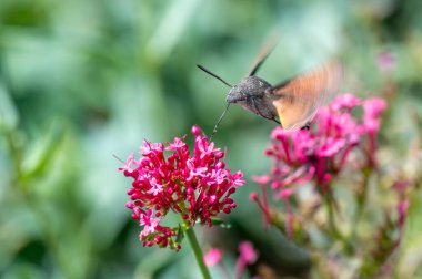 Macroglossum stellatarum canlı pembe çiçeklerin önünde süzülür, hortumu genişlemiş nektarla beslenir, kanatları hareket eder, sinekkuşunu andırır.