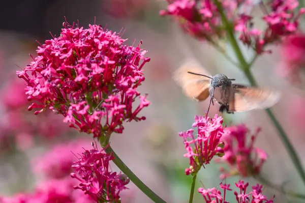 Macroglossum stellatarum canlı pembe çiçeklerin önünde süzülür, hortumu genişlemiş nektarla beslenir, kanatları hareket eder, sinekkuşunu andırır.