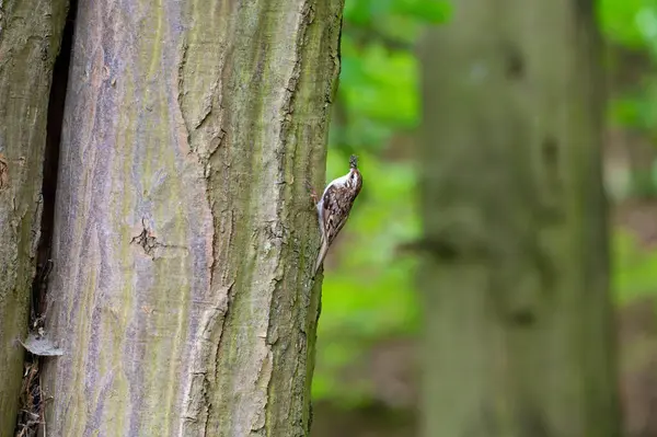 Kısa parmaklı ağaç bakıcısı (Certhia brachydactyla) gagasında yakalanan böceklerle, aç yavrularını beslemek için yuvasına yiyecek getirirken ağaç kabuğuna tırmanır.