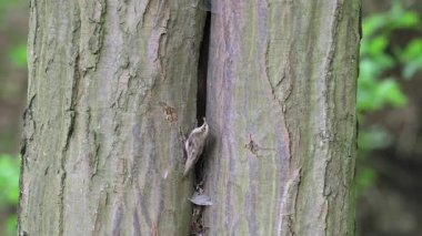 Kısa parmaklı ağaç bakıcısı (Certhia brachydactyla) gagasında yakalanan böceklerle, aç yavrularını beslemek için yuvasına yiyecek getirirken ağaç kabuğuna tırmanır.