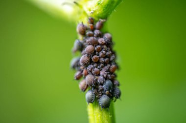 Siyah fasulye yaprak bitlerinin (Aphis sambuci) Macro 'su, ayrıntılı dokuları ve yumuşak doğal yeşil arkaplanı göstererek, mürver böğürtlen dalı üzerinde toplanmıştır..
