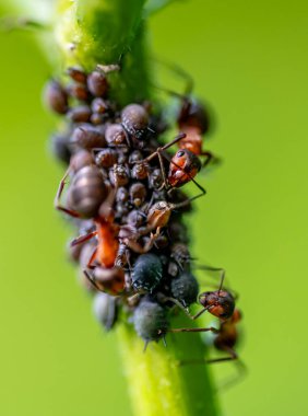 Kırmızı ahşap karıncaların (formika rufa) Macro yakın çekim siyah fasulye yaprak bitleri (aphis sambuci) eğilimi ve bir mürver dalı üzerinde balkabağı toplamak.