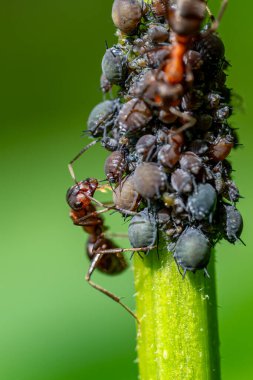 Kırmızı ahşap karıncaların (formika rufa) Macro yakın çekim siyah fasulye yaprak bitleri (aphis sambuci) eğilimi ve bir mürver dalı üzerinde balkabağı toplamak.