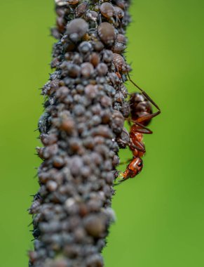 Kırmızı ahşap karıncaların (formika rufa) Macro yakın çekim siyah fasulye yaprak bitleri (aphis sambuci) eğilimi ve bir mürver dalı üzerinde balkabağı toplamak.