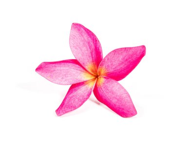 beyaz izole pembe frangipani (plumeria) çiçek