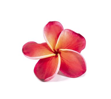 Kırmızı Plumeria Rubra çiçeği beyaz arkaplanda izole edilmiş.