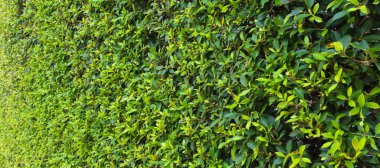 Otel yeşil yapraklı çit arka planı