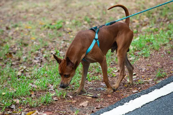 stock image Thai breed dog walks in the garden