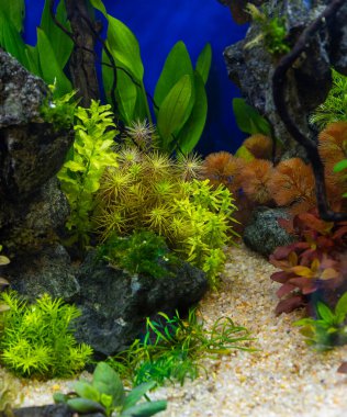 Tatlı su akvaryumu yeşil tropikal bitkilerle güzelce ekilmiş..