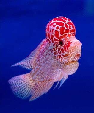 Güzel renkli Flowerhorn Cichlid cichlid, mavi arkaplanı olan büyük kırmızı bir kafa..