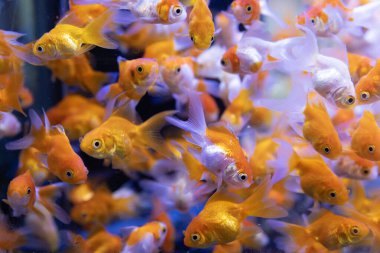Akvaryumda bir sürü renkli balık var..