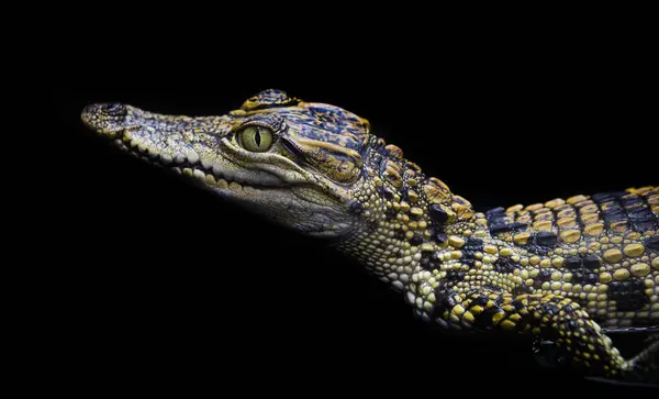 Stock image Freshwater crocodiles from a farm are displayed in a pond.